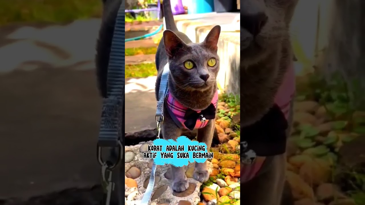 Kucing Korat #cat #shorts