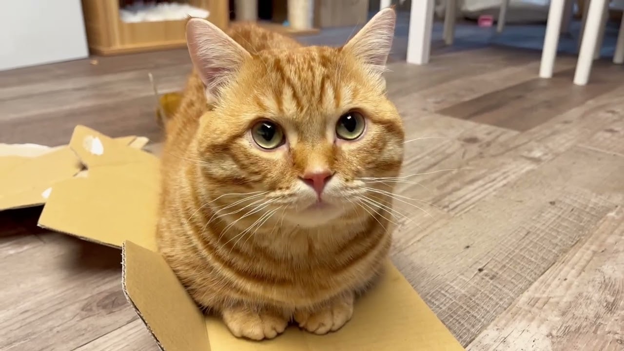 どうしてもダンボールで遊びたかったぽちゃくんのとった行動がかわいすぎました！