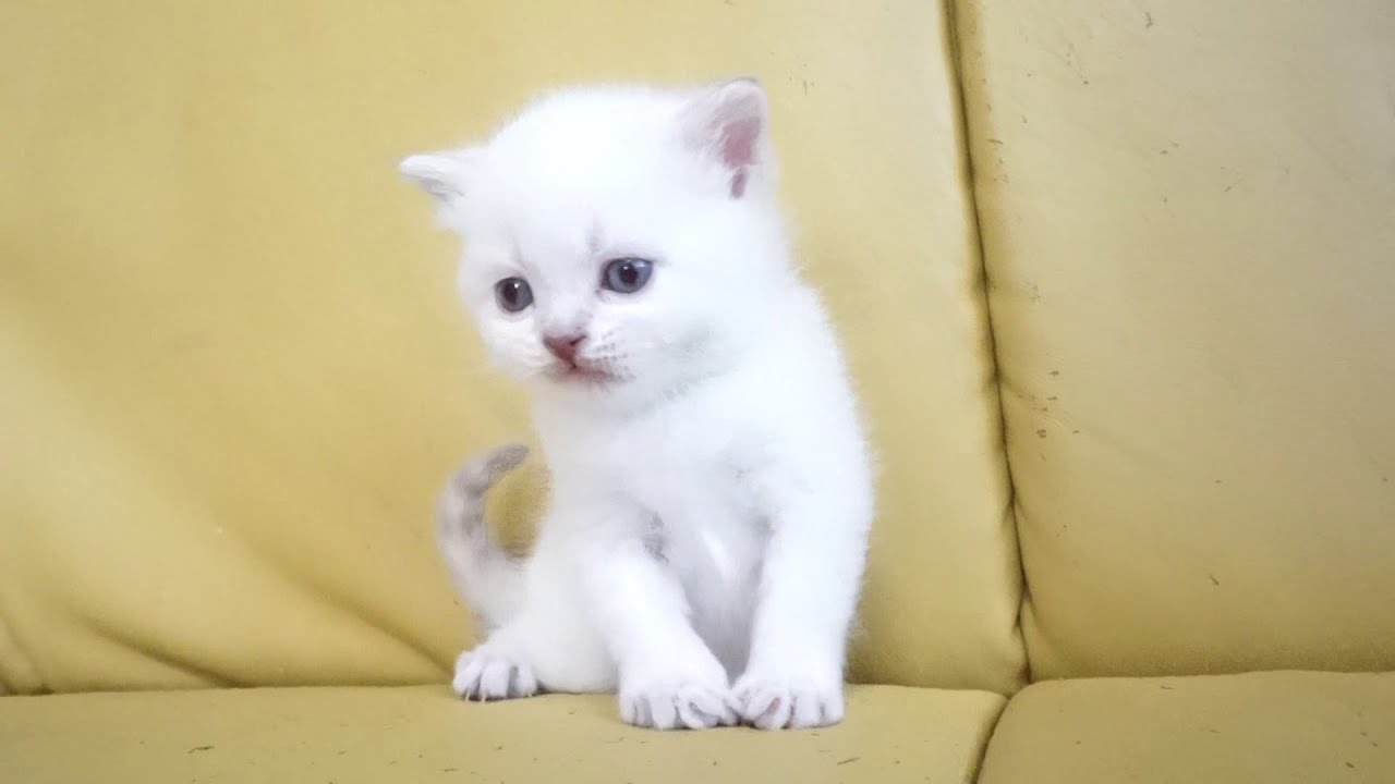 セルカークレックス子猫　2020.10.30産まれ　シールポイント　男の子　シーダキャット猫のお店