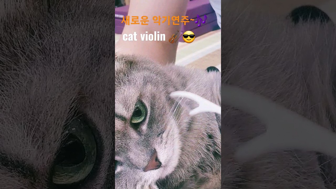 고양이 연주 ㅡ고양이 바이올린 ㅣ고양이 콧수염 #킨카로우 #먼치킨 #shorts