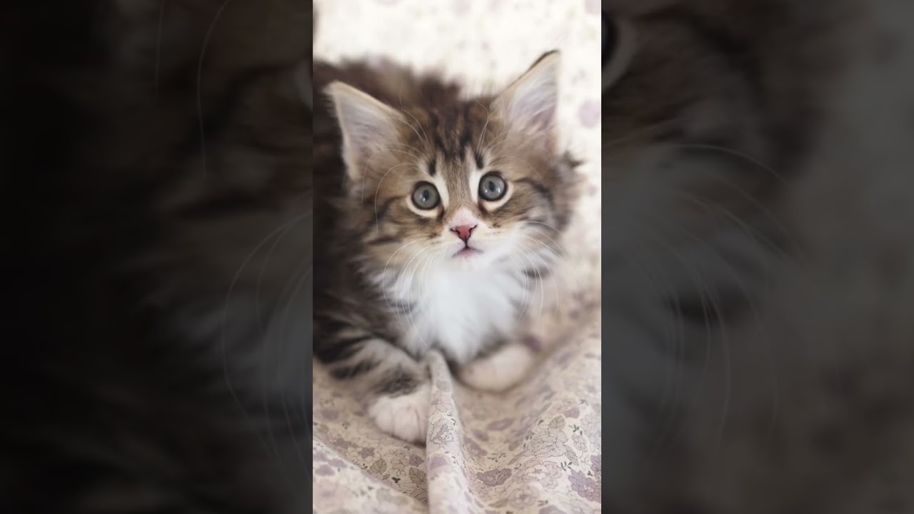 ノルウェージャンフォレストキャットの子猫のオーナーさん募集中です！ #ノルウェージャンフォレストキャット #子猫 #猫カフェ