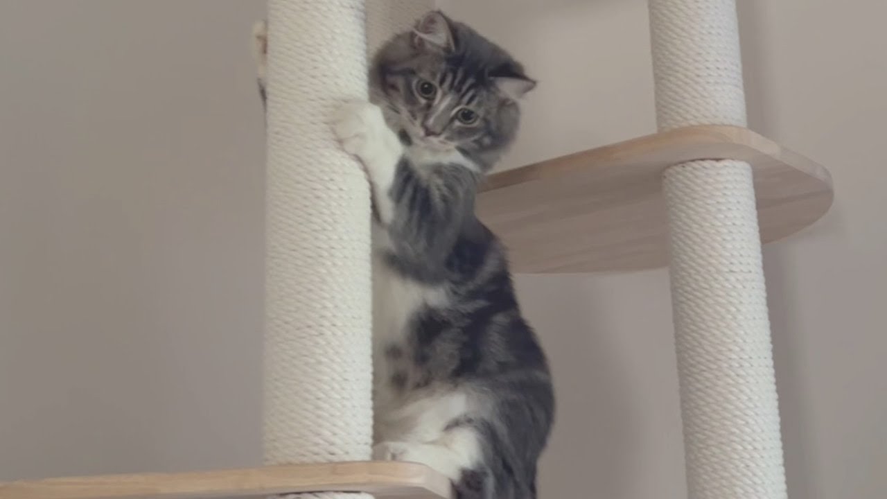 子猫がキャットタワーに登ってみた【サイベリアン/かわいい】
