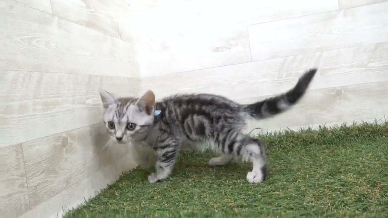 Coo&RIKU　No00616763 アメリカンショートヘアー