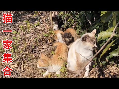 シャム猫ママの子供が全員集まってきた
