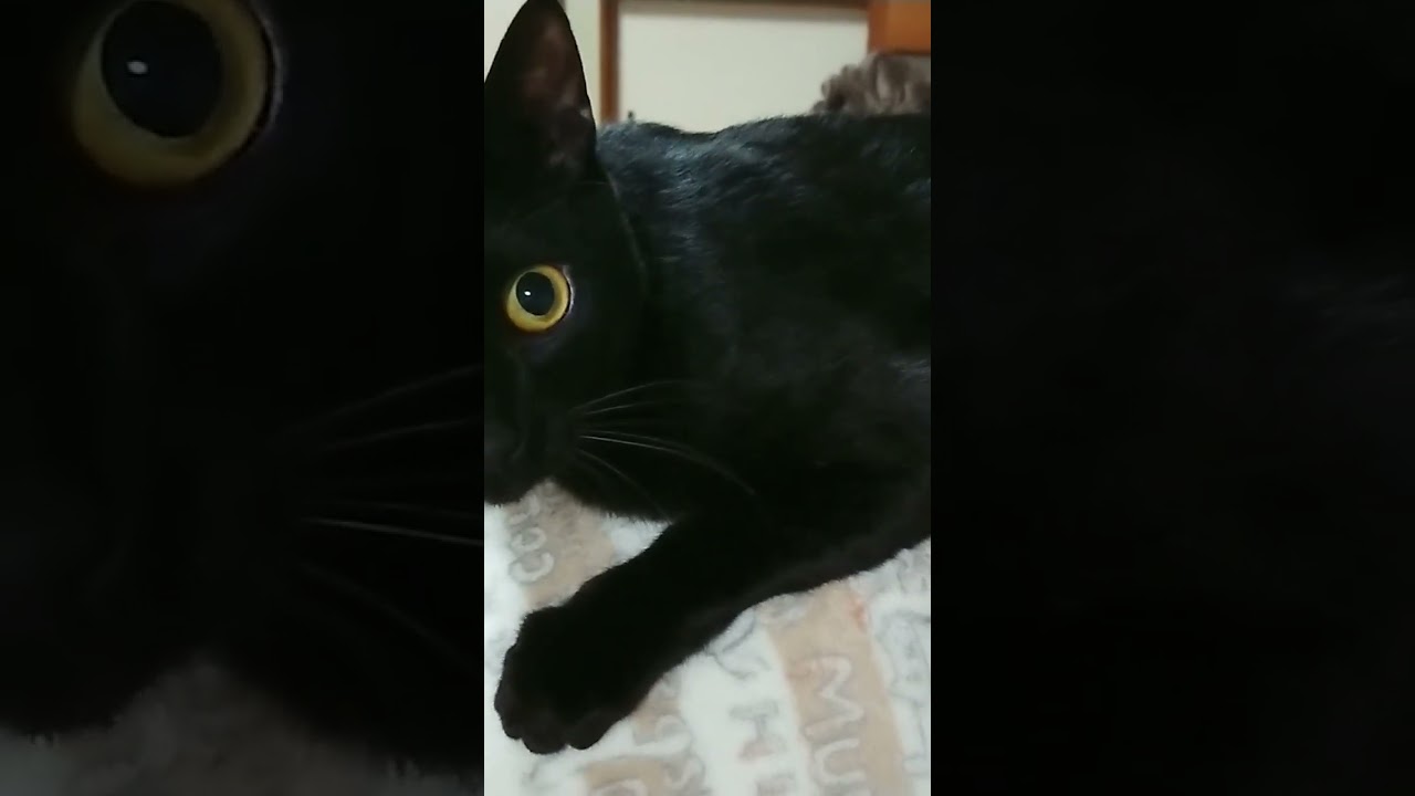 ご機嫌ななめ(ФωФ)パンチ ビター君です #shorts