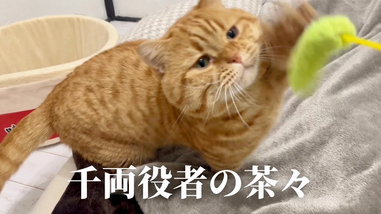 感情表現豊か！短足マンチカンの茶々。