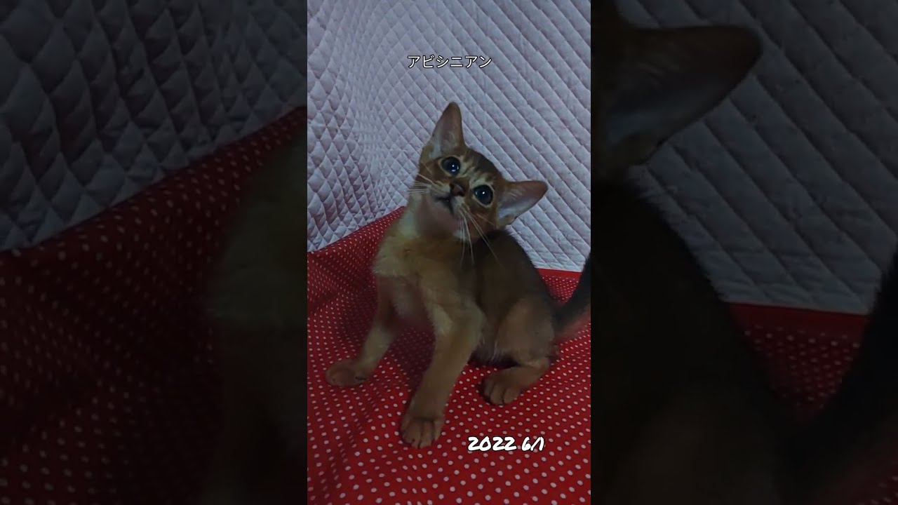 #えいやー#アビシニアン