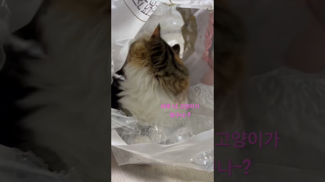 아기고양이 아루 새로운 집 #고양이 #cutecat #먼치킨 #먼치킨킨카로우 #shorts #아기고양이 #cats #munchkin #아루 #고양이일상 #집사 #브이로그