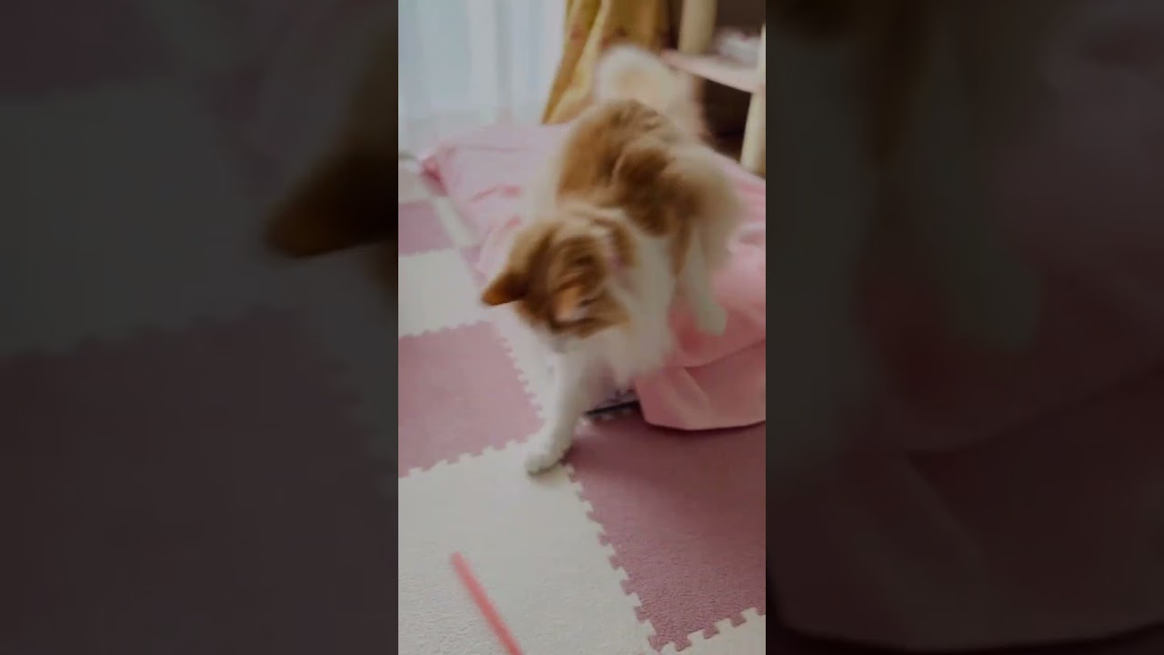 猫じゃらしで遊ぶ ノルウェージャンフォレストキャット #shorts