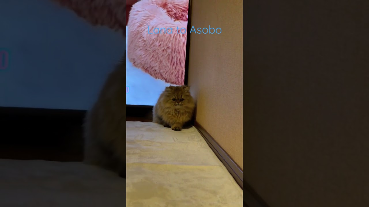 らなさんの癖　#shorts #ペルシャ子猫 #子猫