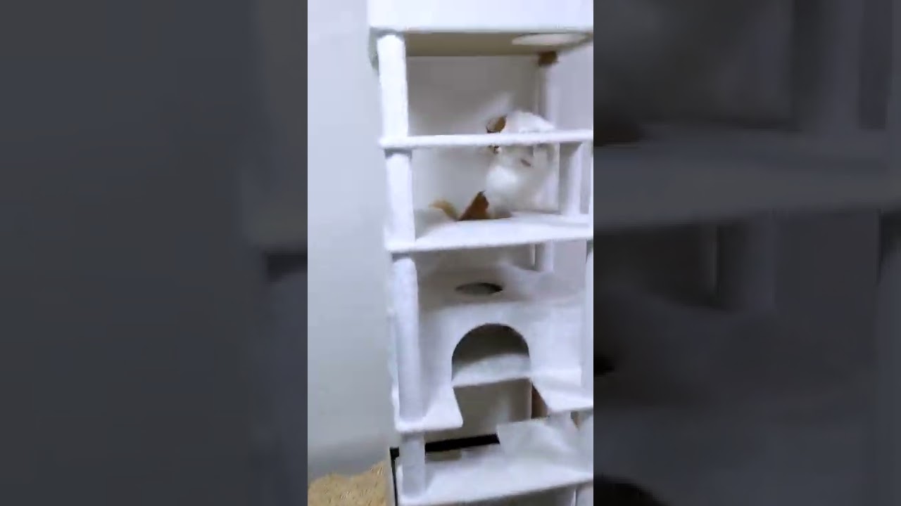 急に暴れるメインクーン