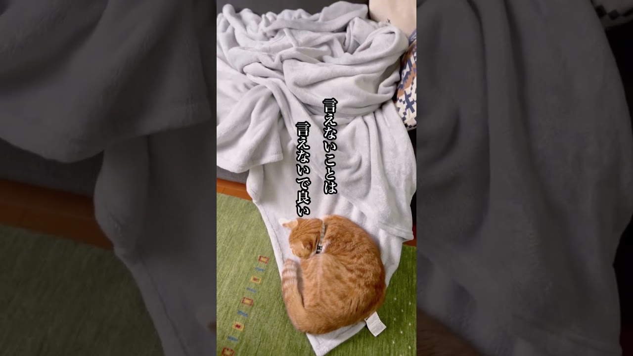 ぬくぬくするスフィンクス猫には言えないけど本当は毛布に寝たいの #shorts