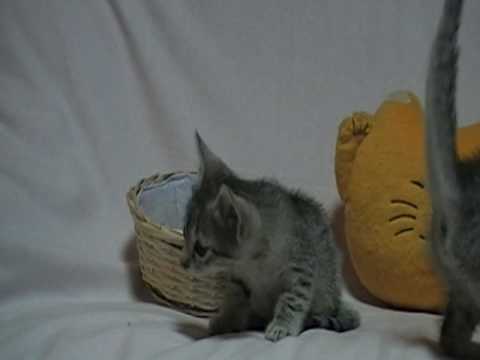 エジプシャンマウ.MOD