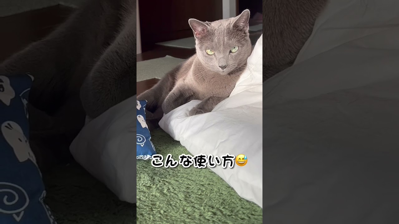 【ロシアンブルー】めろん専用のお布団、中には入らず..😌【猫】#shorts