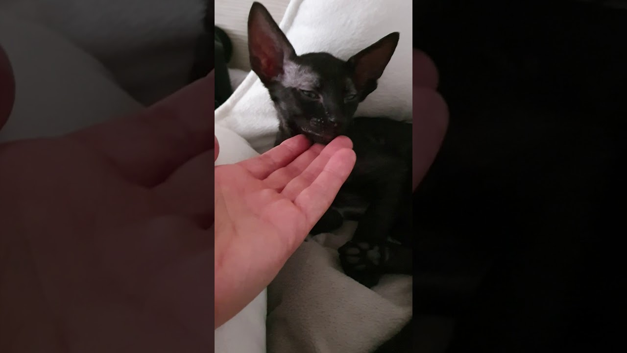 Cornish Rex Kitten in black!!!