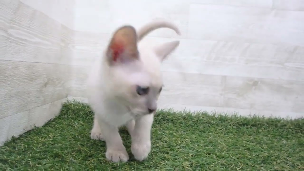 00594612 トンキニーズ