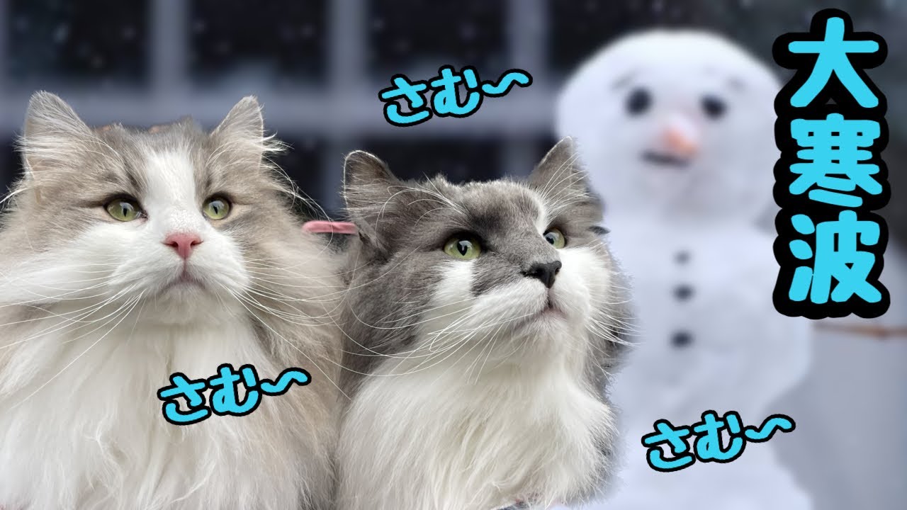 【大寒波と猫】快適に乗り切るノルウェージャンフォレストキャット兄弟の秘策！