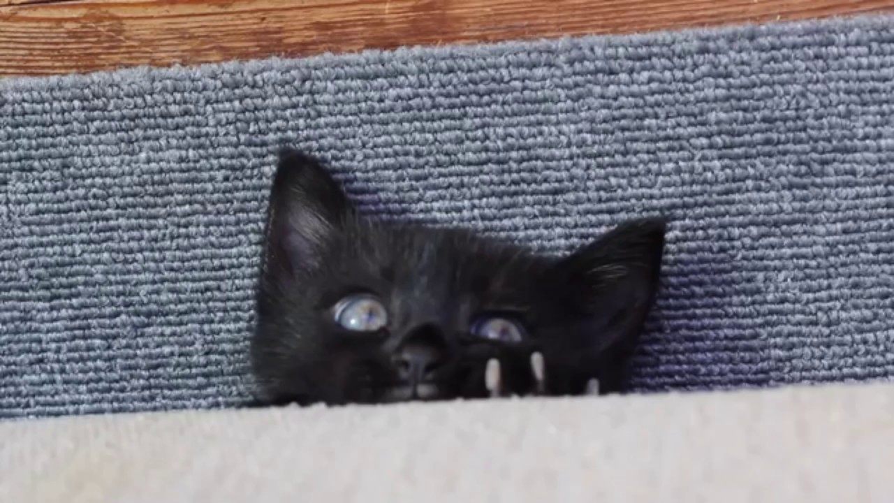 じゃれ合う子猫に癒される！黒猫ボンベイ