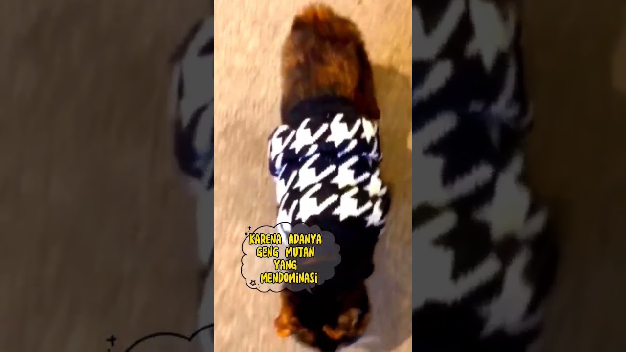 Kucing Manx😍 #cat #shorts