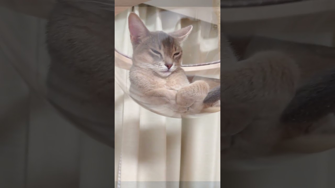 猫 in 宇宙船！ #Shorts #猫動画