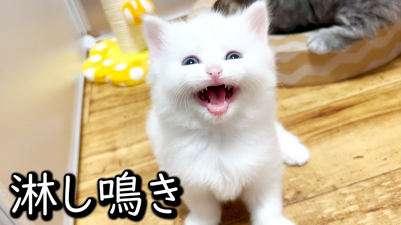 【マンチカンの子猫】ハーディちゃんの淋し鳴きにハマりそうな件 ∼猫のいる生活Vol.601∼ 出産動画 マンチカン短足・ミヌエット・ペルシャ猫専門ブリーダー『ペット蔵人』【子猫の成長記録】
