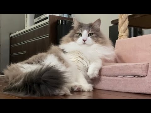 愛猫の日曜のお父さん感が止まらない😭💦【ノルウェージャンフォレストキャット】