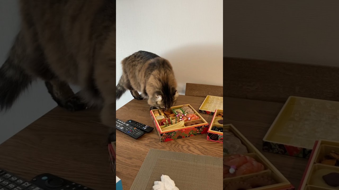 〜お節が気になるアメリカンカール〜