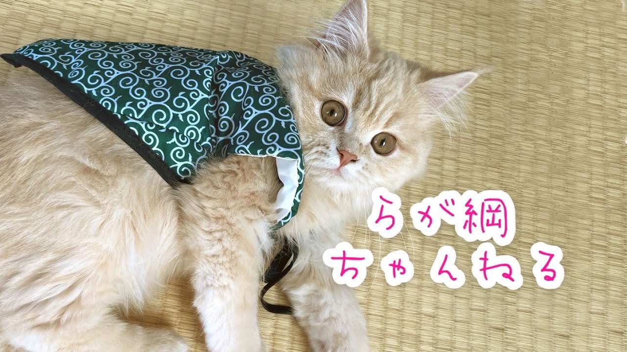 ラガマフィン子猫 らが綱の配信 #cat #猫