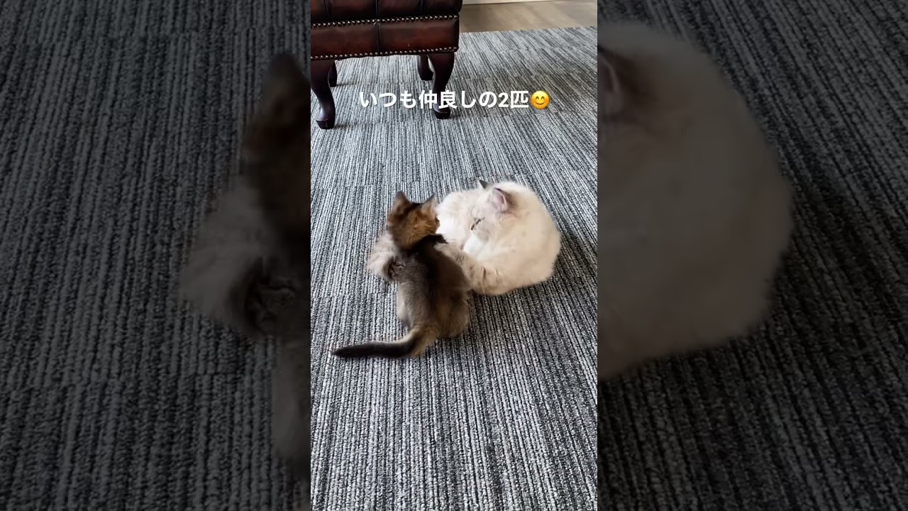 【ネコを飼う】やっぱり2匹飼いがおすすめ😊💕 #ソマリ #スコティッシュフォールド #子猫 #ペット #shorts