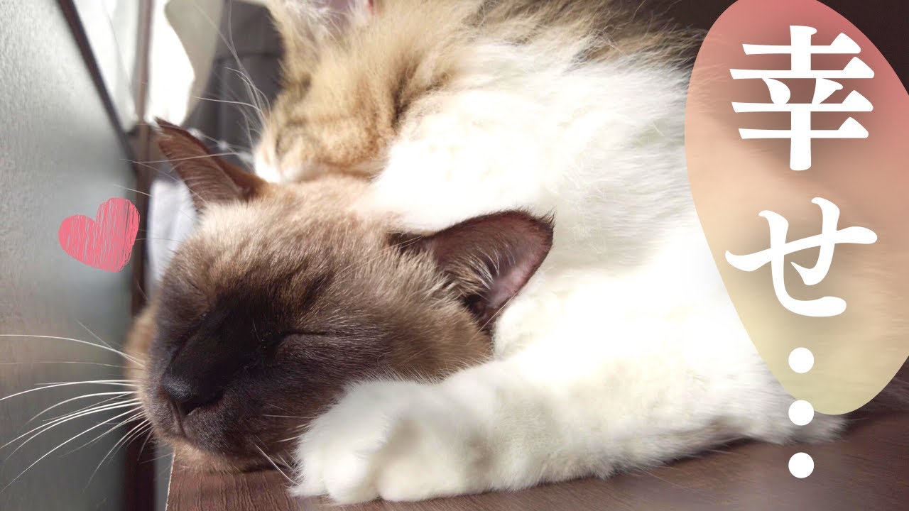 【癒し】仲良しすぎて一緒にお昼寝したい保護猫＆美人猫が可愛い…【シャム猫/シャムミックス・ノルウェージャンフォレストキャット】
