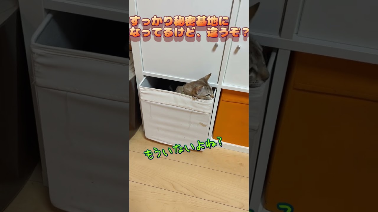 そこに居座るの？苦笑　#shorts #cat #シンガプーラ #chat #kucing #cute #funny #relax #猫 #ショート