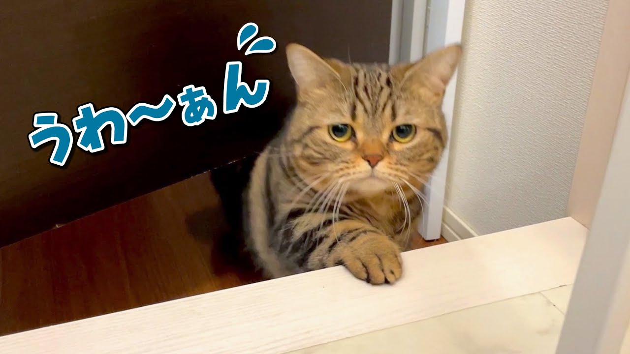扉の向こうから切ない声で泣く寂しがり屋な猫が可愛すぎる…