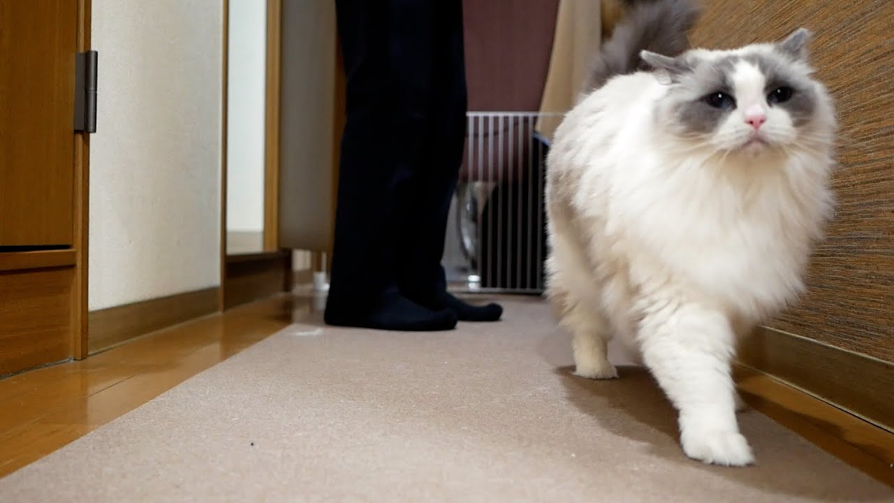 とにかくおやつを食べたいラグドール💳手取り12万円でゴールドカードの審査に受かった飼い主の奇妙な暮らし