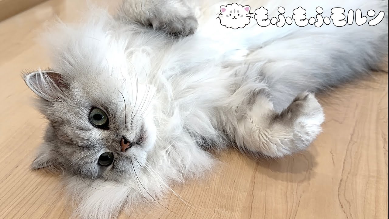 猫はブラッシング中ちょっとしたことで機嫌を損ねます 【サイベリアン】