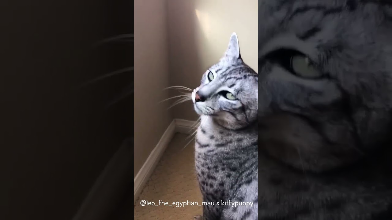 Leo Jumped 11times : Egyptian Mau #shorts