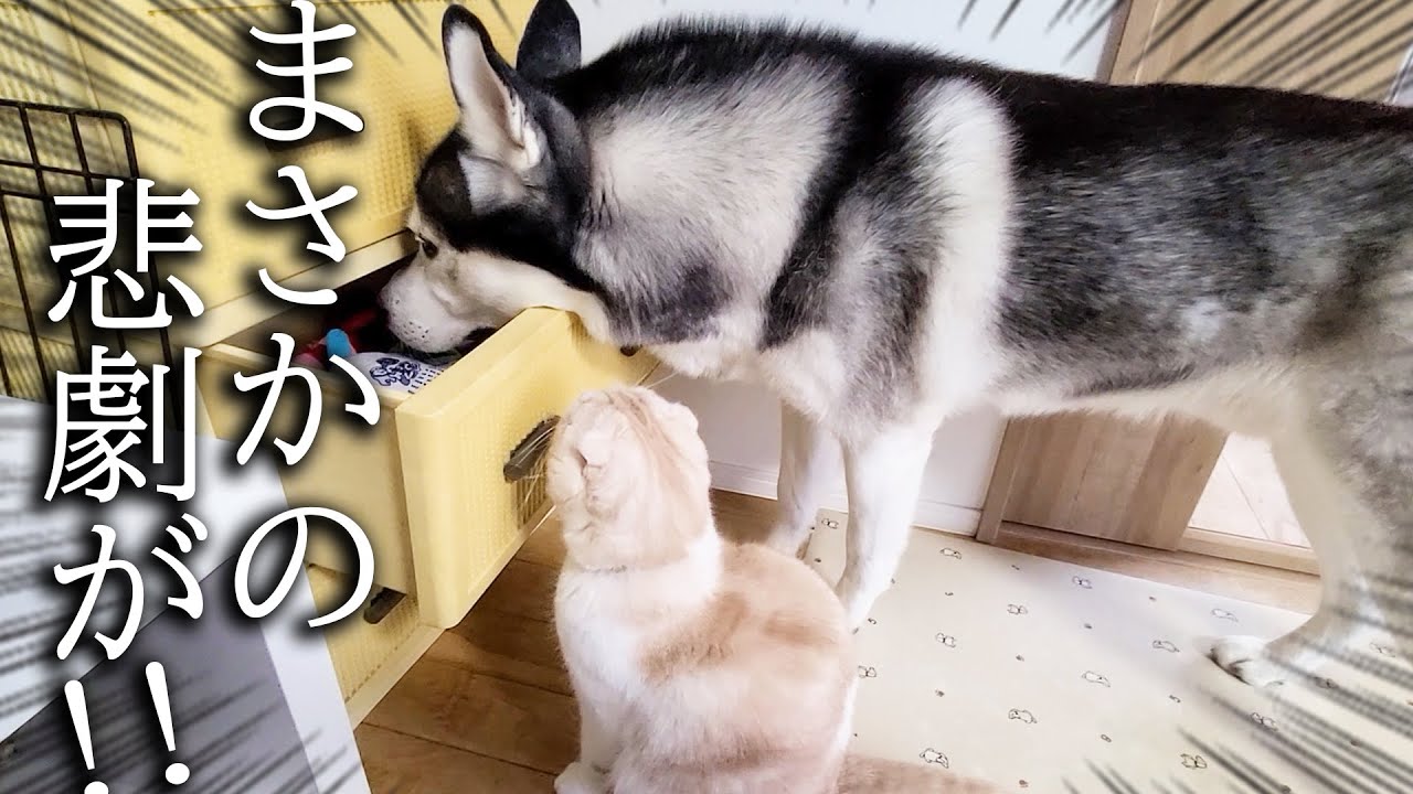 こっそりタンスを漁ってたら悲劇が起きた子猫と犬がこちら...