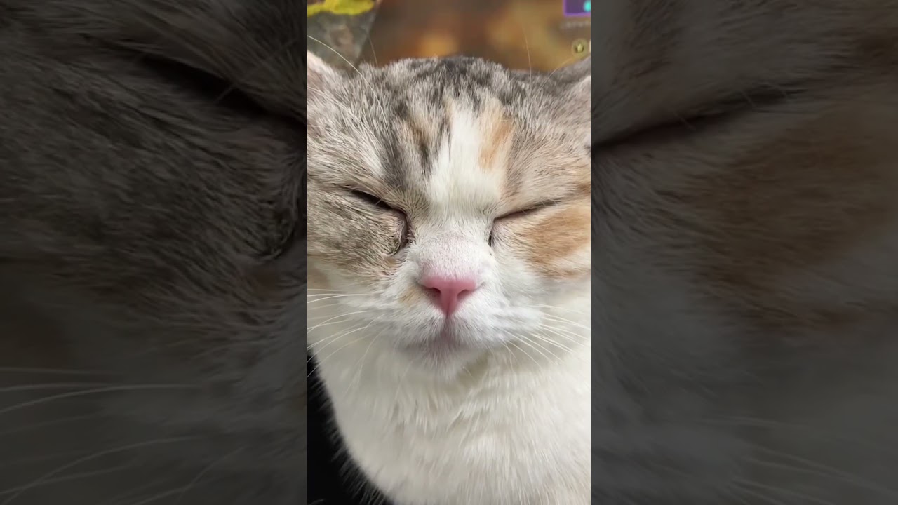 ぶさかわ #マンチカン #猫