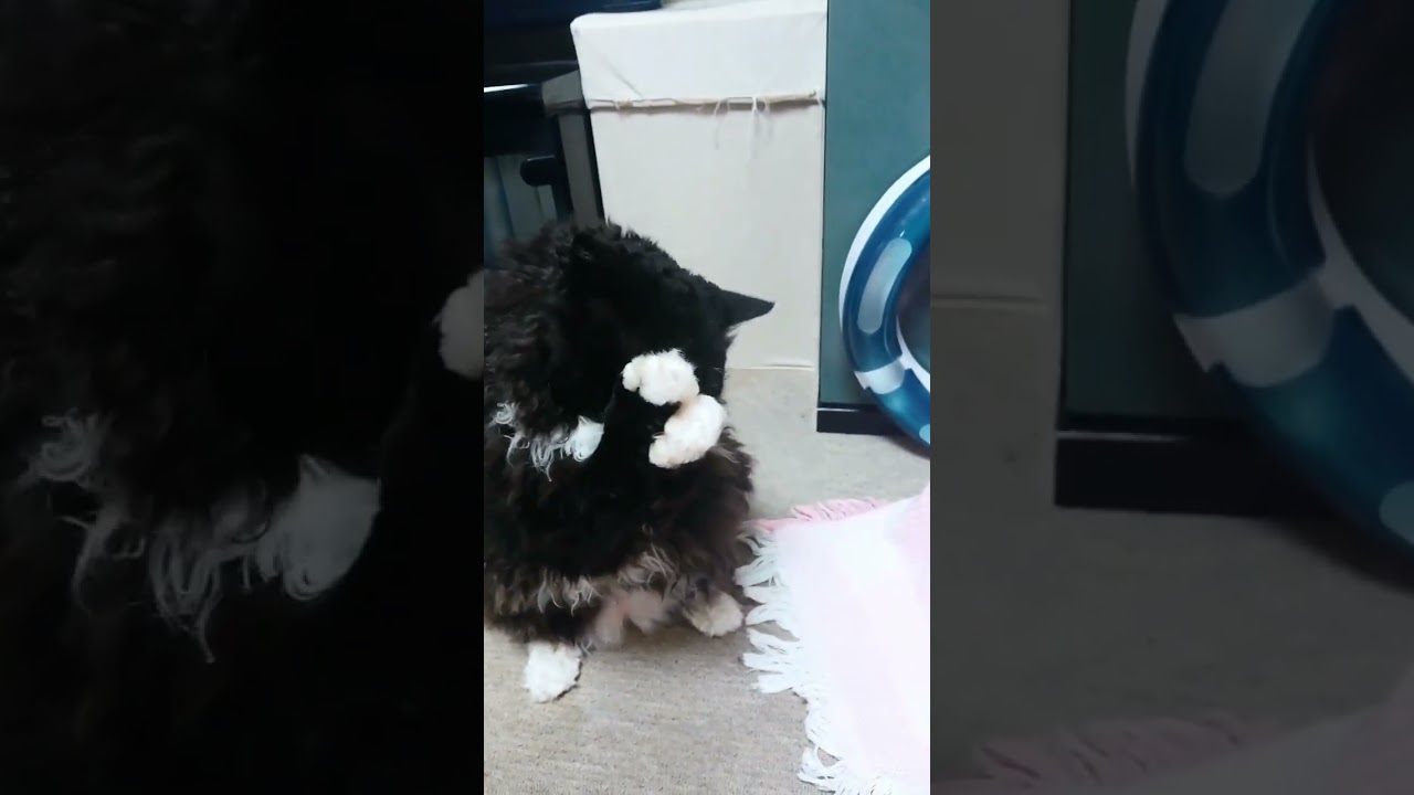 前世はアライグマか🦝#shorts #short #shortvideo #cat #セルカークレックス#猫 #猫動画 #おやつ