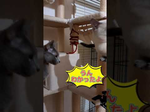 子猫 初めての縄張り争い🐈‍⬛  #ロシアンブルー #russianblue  #子猫