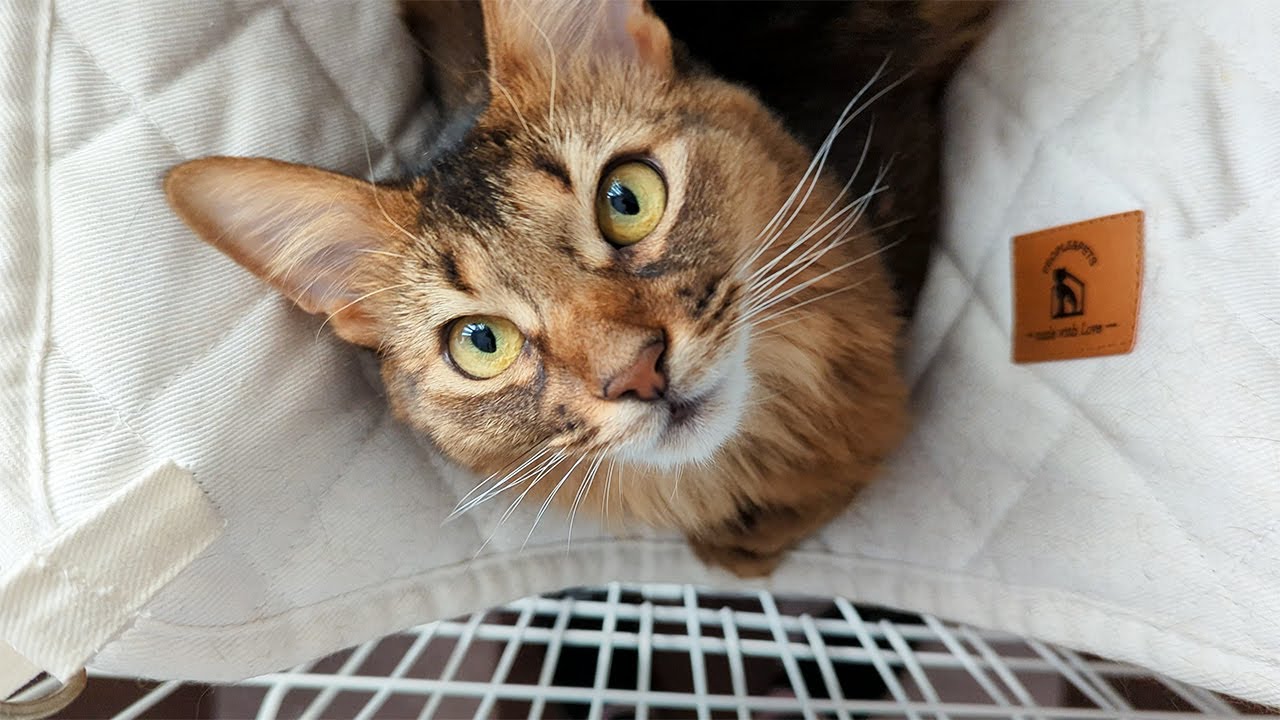 【372日目】久しぶりにハンモック #ソマリ #cat