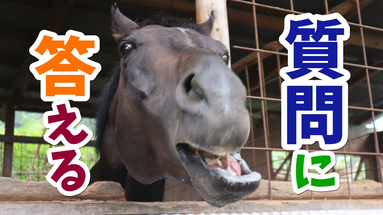 みんなからの質問に答えよう！