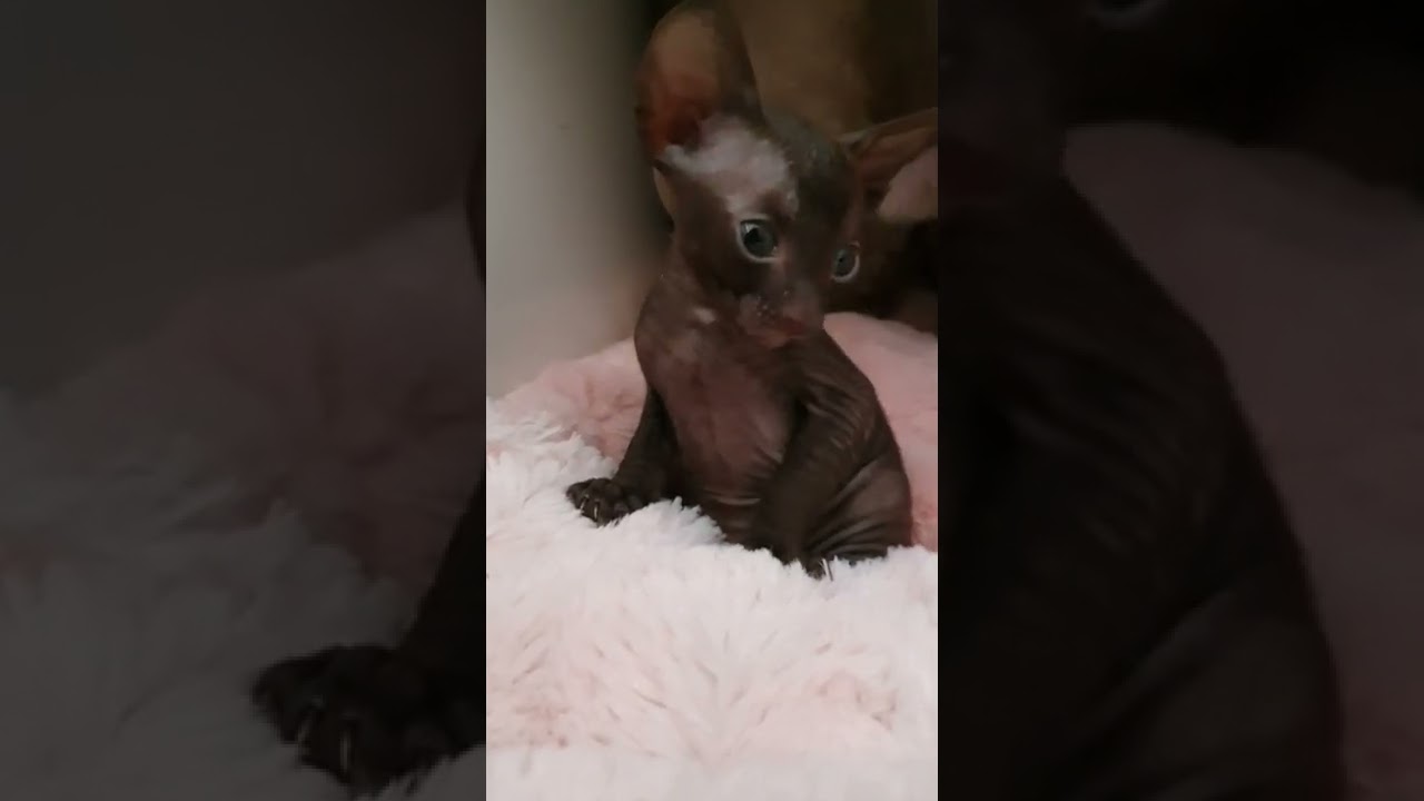 Cornish Rex kittens are to cute😽🥰😽