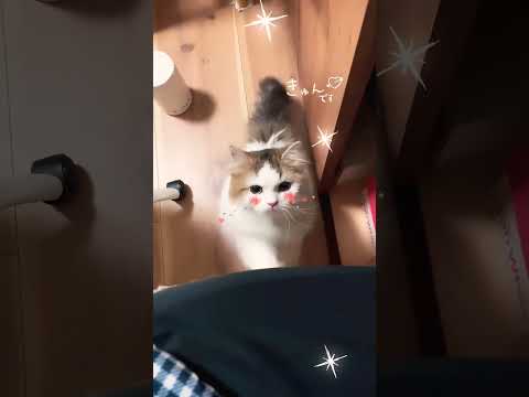 ラガマフィンぼたもち。なむなむ行動