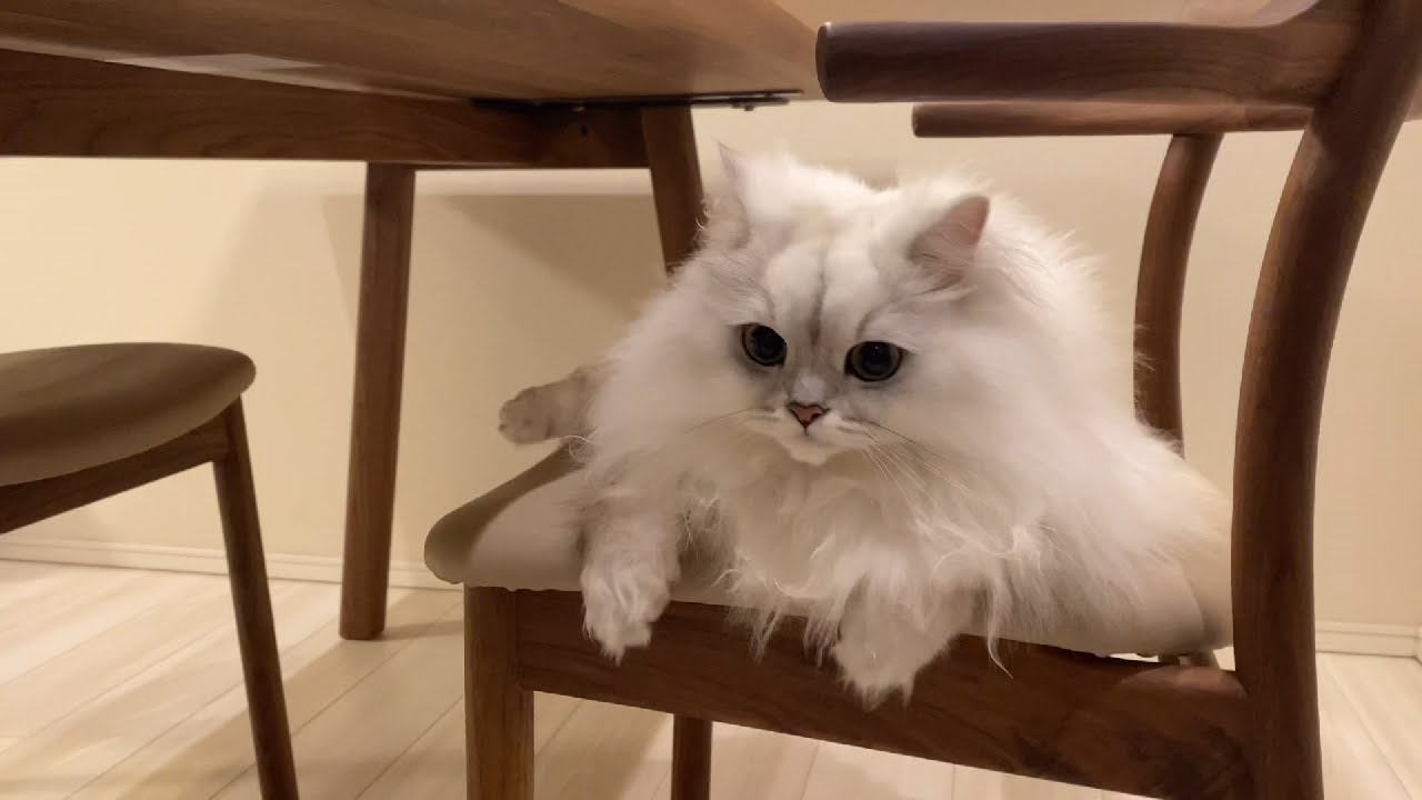 猫に椅子を占領されます😂