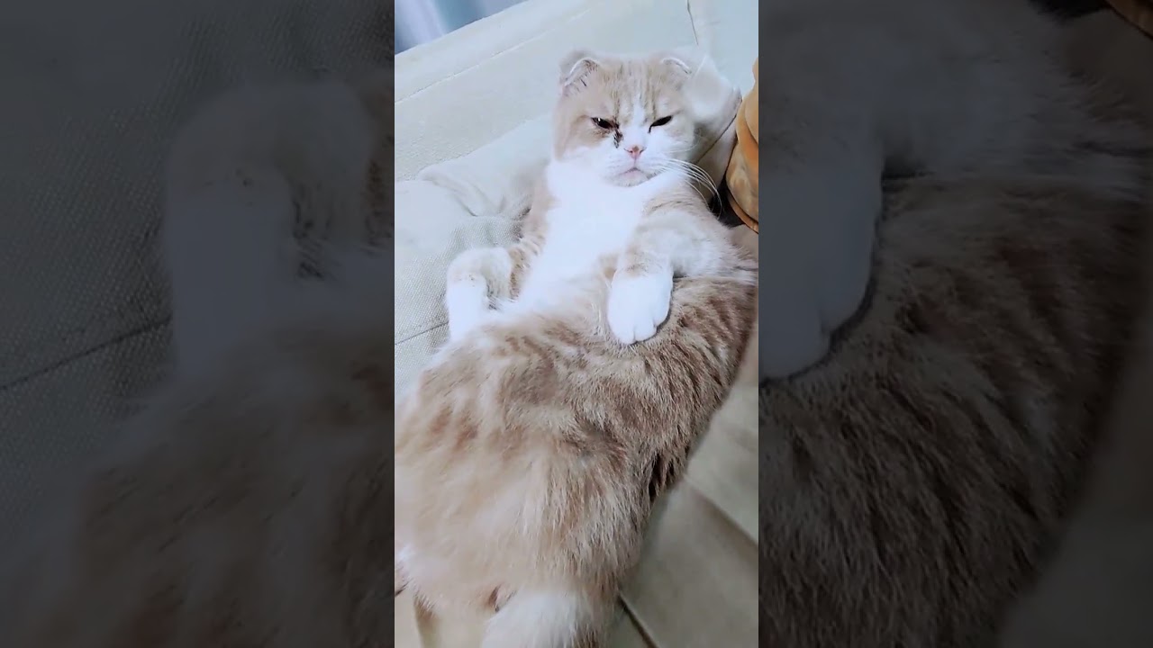 レオくんかっこいいじゃん😊 #スコティッシュフォールド #猫 #偉そうな猫