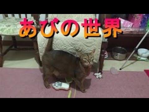 ネコ動画あび＃348　あびの毎日　アビシニアン　あび