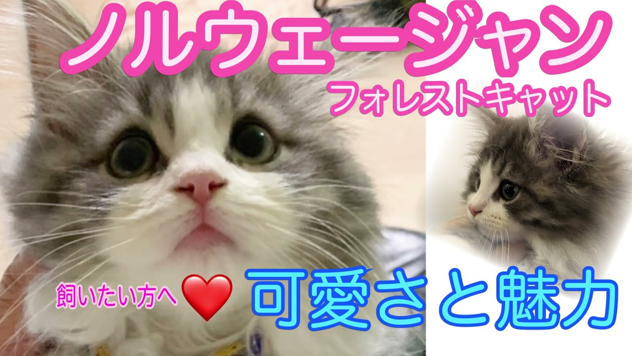 ノルウェージャンフォレストキャットの魅力教えます❤️＜Norwegian Forest Cat Lovers＞