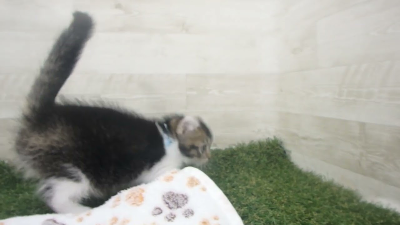 Coo&RIKU　No00616019 アメリカンカール