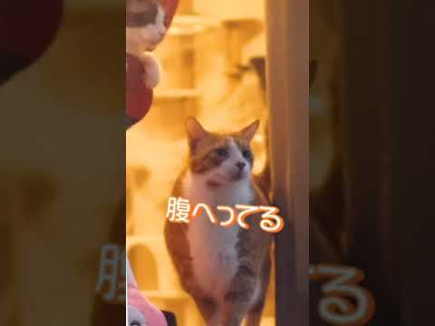 シャム猫にいきなりパンチされるでぶ猫 #shorts Fat cat suddenly punched by Siamese cat