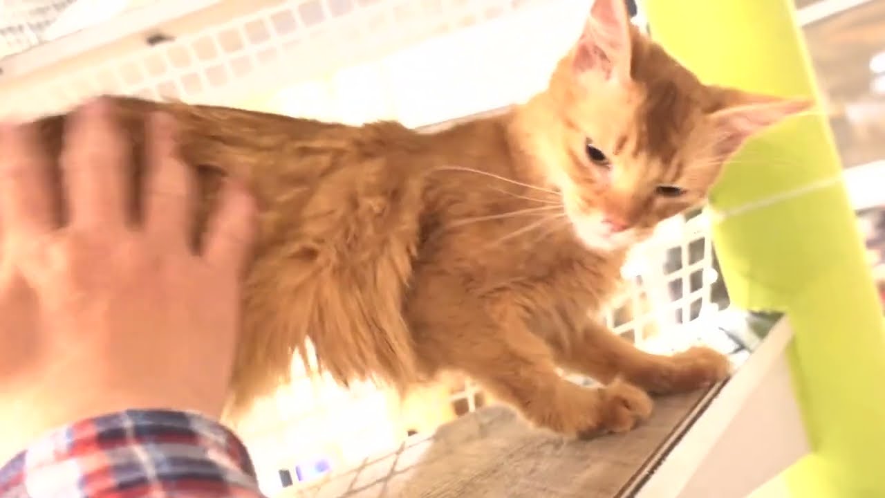 かわいいソマリのまりちゃんグルグルモード！保護猫カフェ駒猫1月12日